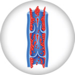 Vein with deep thrombosis disease icon