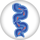 Peripheral Artery Disease (PAD) icon